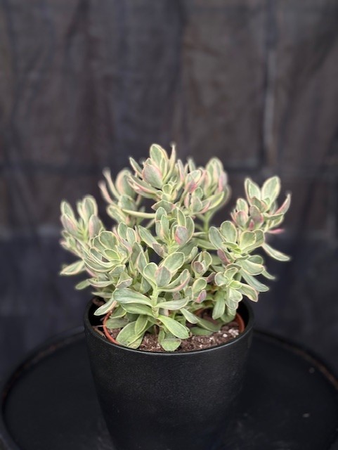 Crassula ovata variegata