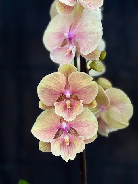 Phalaenopsis 'Daria' - Brudorkidé
