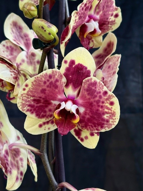 Phalaenopsis 'Exotic Punch' - Brudorkidé