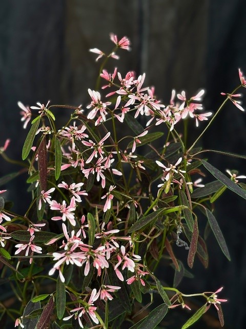 Euphorbia 'Diamond Frost Pink' - Snötörel, rosa
