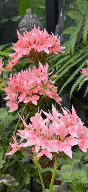 Pelargonium 'Summer Twist Rose' - Stjärnpelargon
