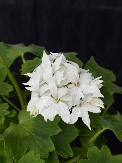 Pelargonium 'Summer Twist White' - Stjärnpelargon