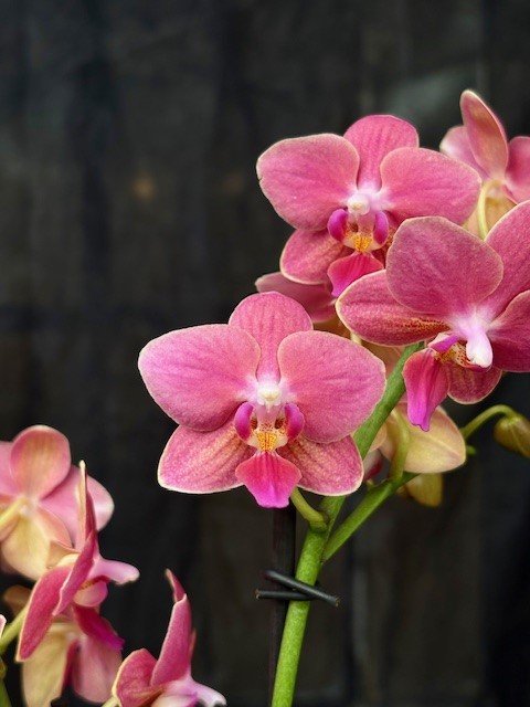 Phalaenopsis multi. 'Amorion' - Brudorkide