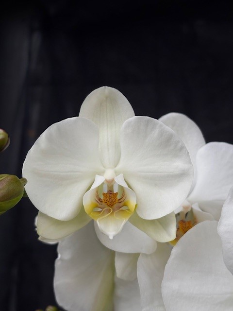 Phalaenopsis 'Bach' - Brudorkidé
