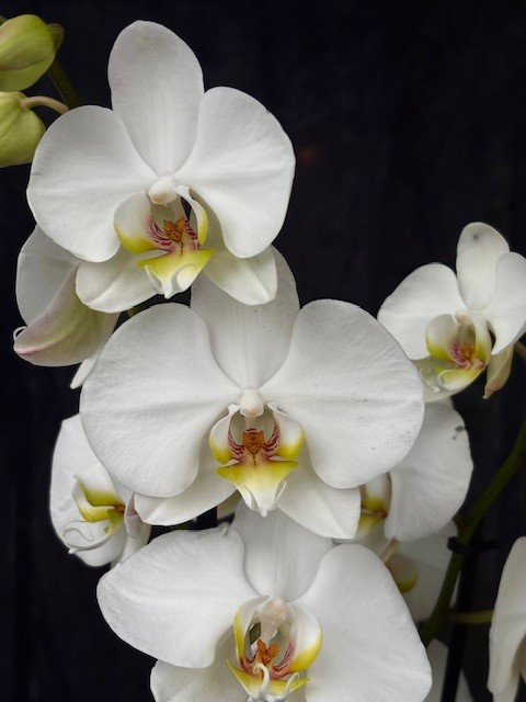 Phalaenopsis 'Berger' - Brudorkidé
