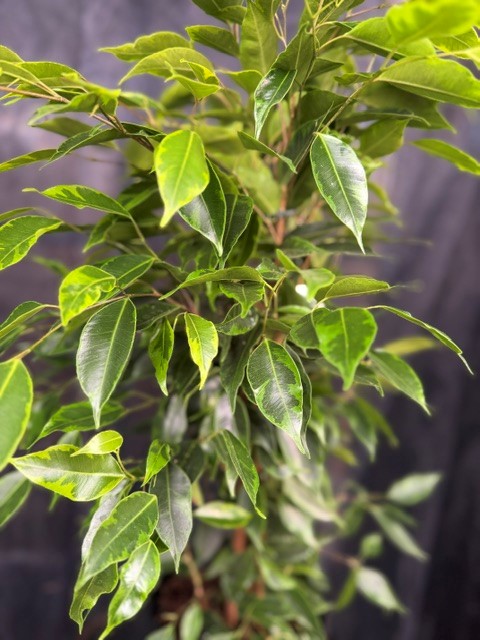 Ficus benjamina 'Anastasia' - Benjaminfikus brokbladig