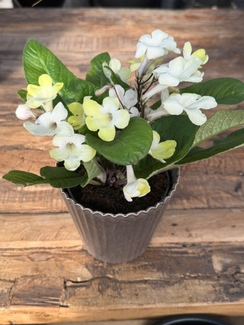 Streptocarpus ljusgul - Kornettblomma