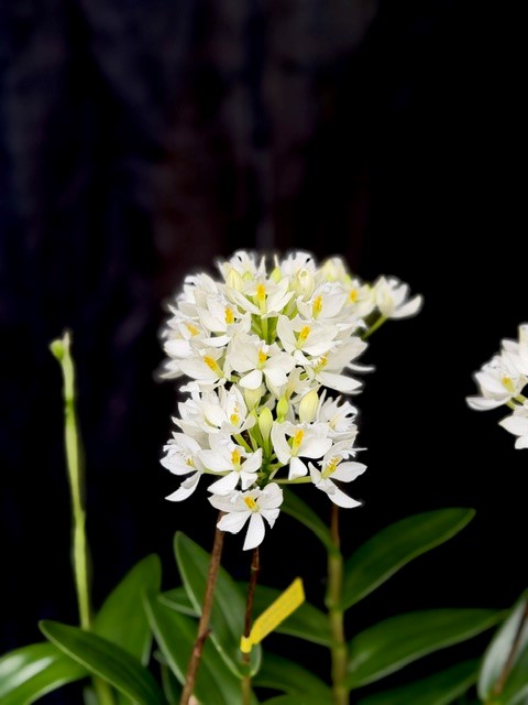 Epidendrum Ballerina (vit)