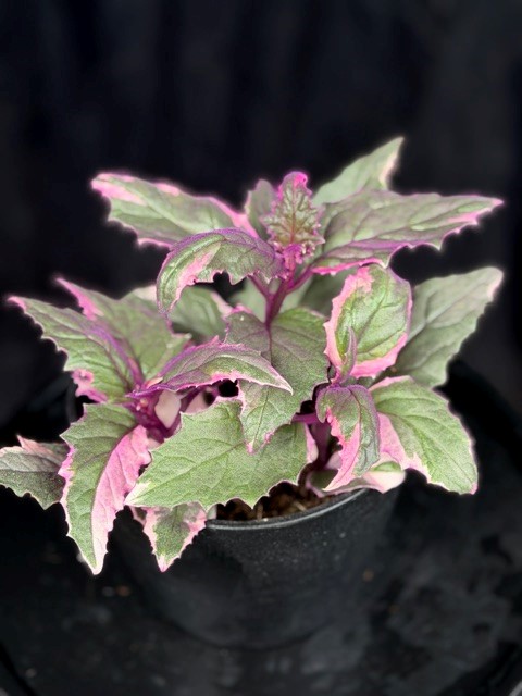 Gynura aurantiaca 'Purple Passion variegata' - Sammetsblad