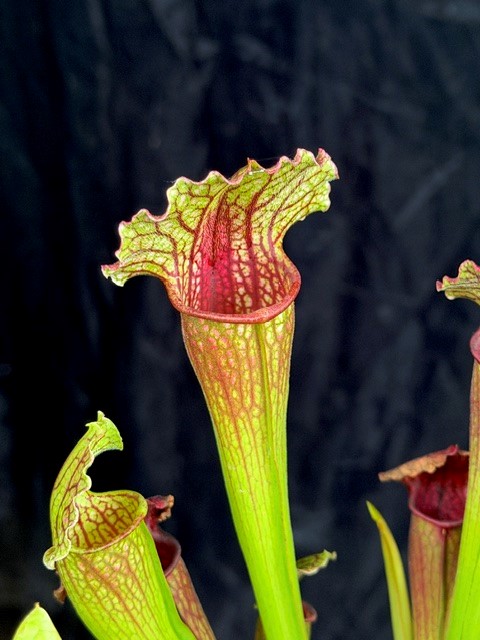 Sarracenia 'Philadelphia' - Flugtrumpet