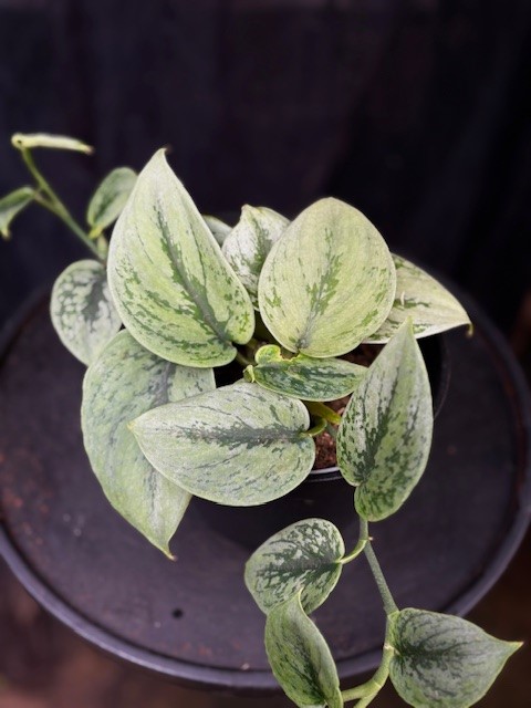 Scindapsus 'Green Anaconda'