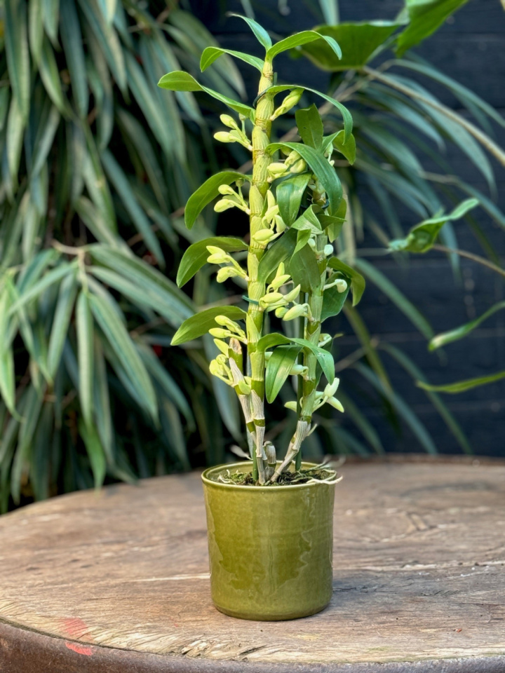 Dendrobium nobile Apollon i gruppen Växter / Krukväxter / Orkidéer hos Åsby Hem & Trädgård (004346)