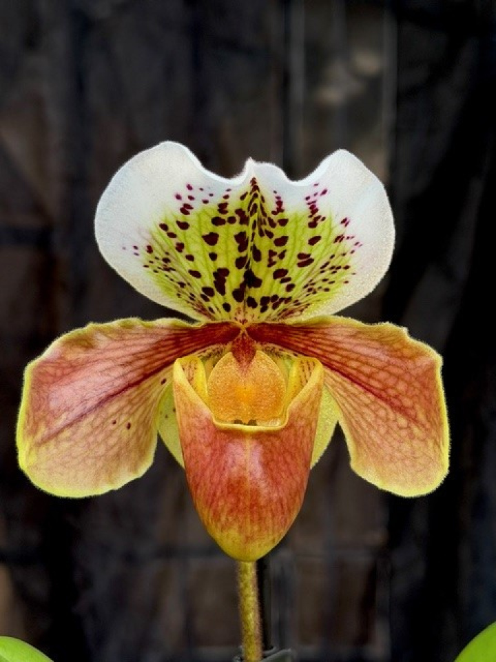 Paphiopedilum Amerikansk hybrid i gruppen Växter / Krukväxter / Orkidéer hos Åsby Hem & Trädgård (004411)