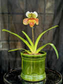 Paphiopedilum Amerikansk hybrid