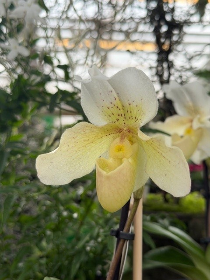 Paphiopedilum \'Rosy Dawn\' - Venussko \'Rosy Dawn\' i gruppen Växter / Krukväxter / Orkidéer hos Åsby Hem & Trädgård (004659)