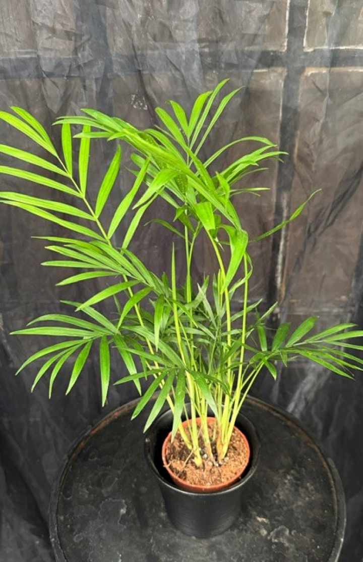 Chamaedorea elegans - Bergspalm i gruppen Växter / Krukväxter / Gröna växter/bladväxter hos Åsby Hem & Trädgård (005440)
