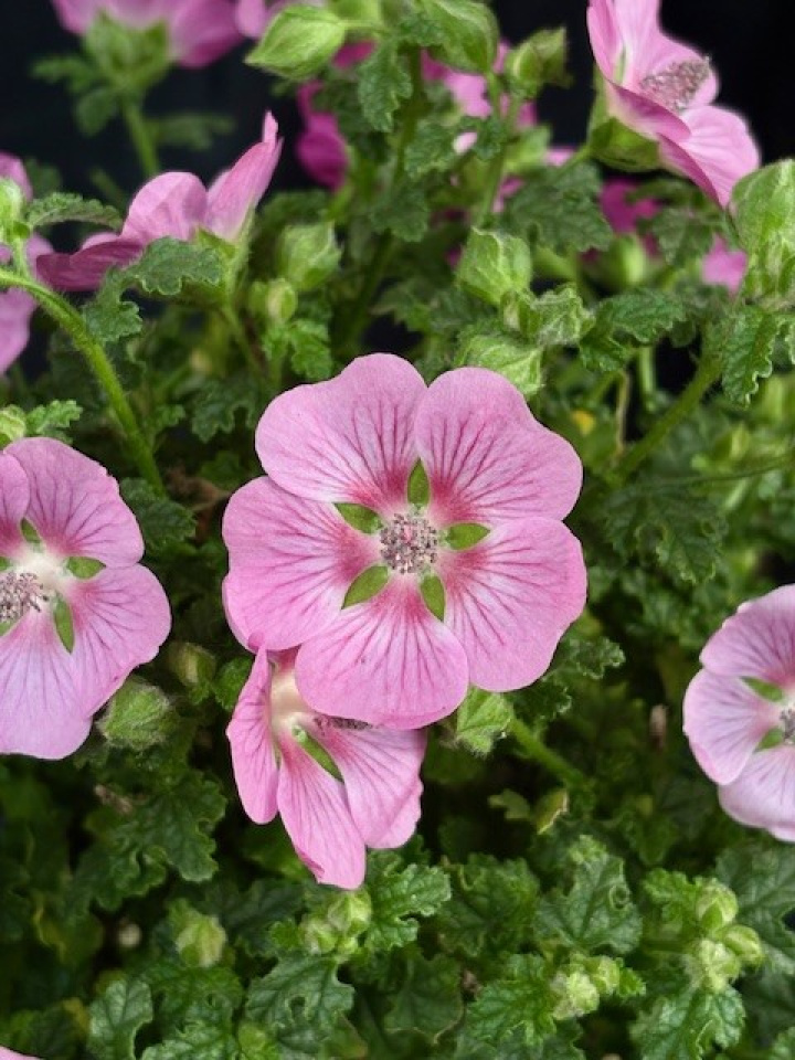 Anisondonthea \'Elegans Princess\' - Blommande björk i gruppen Växter / Krukväxter / Blommande växter hos Åsby Hem & Trädgård (005554)