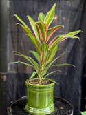 Cordyline fruticosa Kiwi