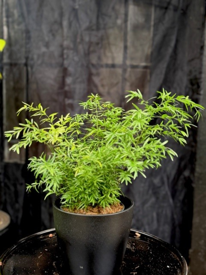 Asparagus dens. Cwebe i gruppen Växter / Krukväxter / Gröna växter/bladväxter hos Åsby Hem & Trädgård (005602)