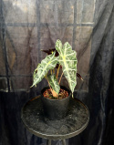 Alocasia x amazonica \'Polly\' - Amazonsköld