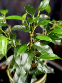 Ficus benjamina Danielle