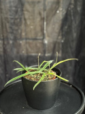 Hoya sheperdii - Pil-porslinsblomma