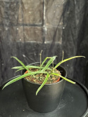 Hoya sheperdii - Pil-porslinsblomma