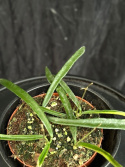 Hoya sheperdii - Pil-porslinsblomma