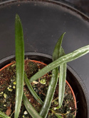 Hoya sheperdii - Pil-porslinsblomma