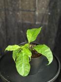 Hoya multiflora - Raketporslinsblomma