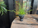 Juncus effusus Spiralis