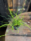 Juncus effusus Spiralis
