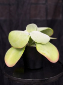 Kalanchoe thyrsiflora \'Red Lips\' - Doftkalankoe