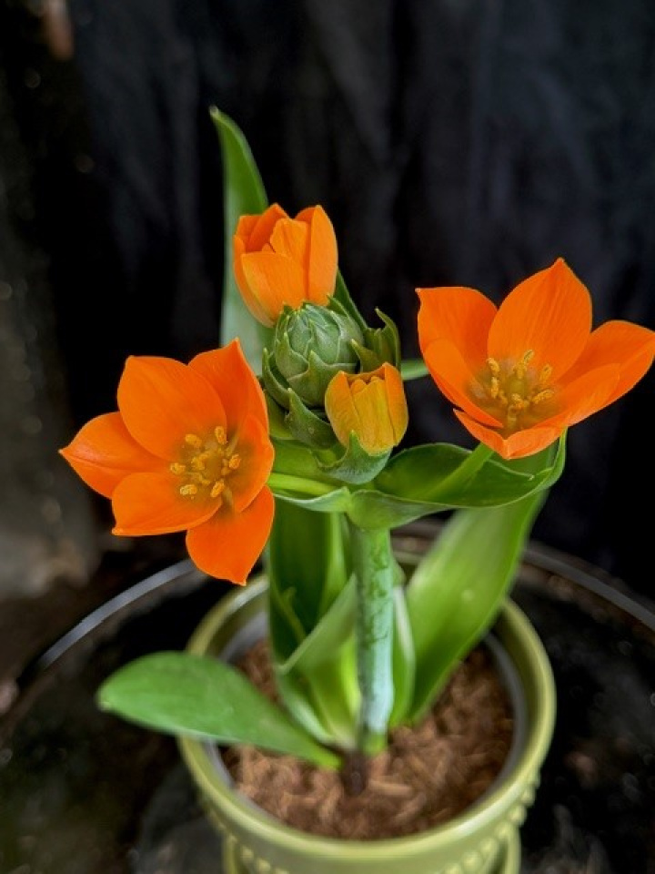Ornithogalum dubium i gruppen Växter / Krukväxter / Blommande växter hos Åsby Hem & Trädgård (006133)
