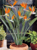 Strelitzia reginae