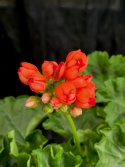 Pelargonium Red Pandora