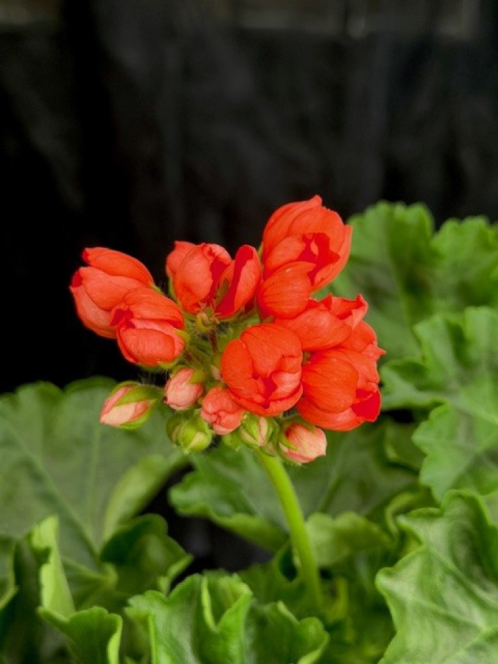 Pelargonium Red Pandora i gruppen Växter / Krukväxter / Pelargoner hos Åsby Hem & Trädgård (006324)