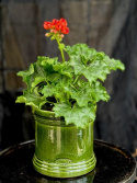 Pelargonium Red Pandora