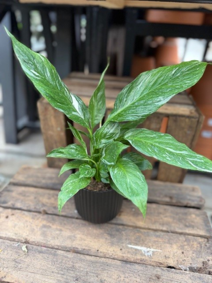 Spathiphyllum \'Variegata\' - Brokbladig Fredskalla i gruppen Växter / Krukväxter / Gröna växter/bladväxter hos Åsby Hem & Trädgård (006694)