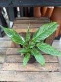 Spathiphyllum \'Variegata\' - Brokbladig Fredskalla