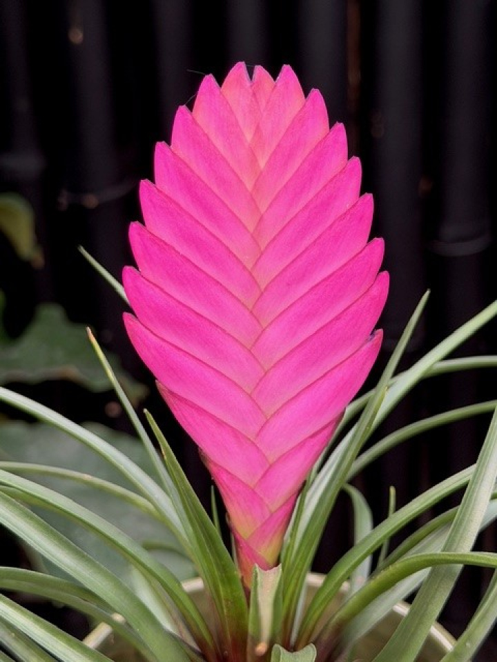 Tillandsia cyanea Anita i gruppen Växter / Krukväxter / Blommande växter hos Åsby Hem & Trädgård (006749)