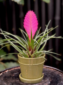 Tillandsia cyanea Anita