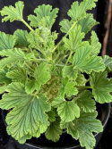 Pelargonium grav. Orange fizz