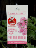 Pelargonium Pink Capitatum