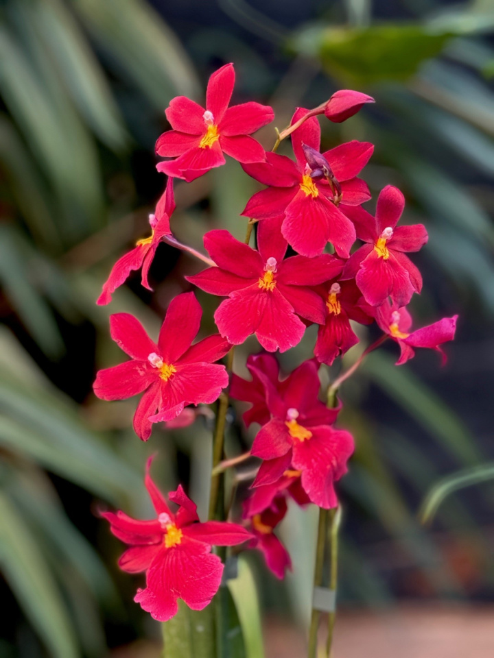 Burrageara Nelly Isler i gruppen Växter / Krukväxter / Orkidéer hos Åsby Hem & Trädgård (045602)