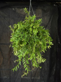 Aeschynanthus \'Japhrolepis\' - Ampelfackla