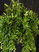 Aeschynanthus \'Japhrolepis\' - Ampelfackla