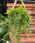 Aeschynanthus \'Japhrolepis\' - Ampelfackla