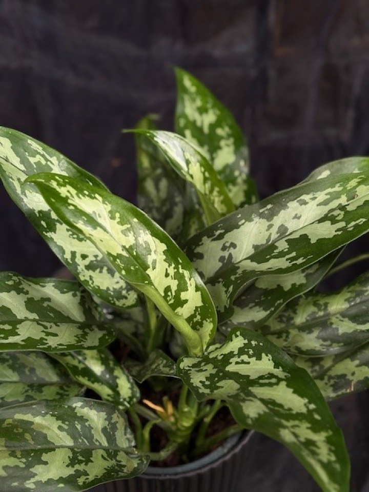 Aglaonema comm. \'Maria\' - Silverkalla i gruppen Växter / Krukväxter / Gröna växter/bladväxter hos Åsby Hem & Trädgård (050940)
