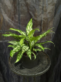Aglaonema comm. \'Maria\' - Silverkalla